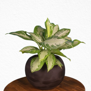 Aglaonema Silver bay