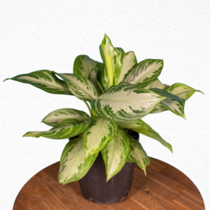 Aglaonema Silver bay