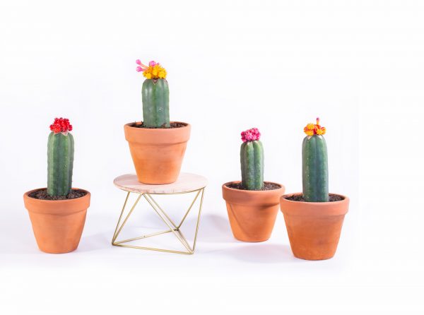 Injertos gymnocalycium