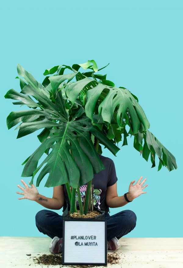 Monstera deliciosa