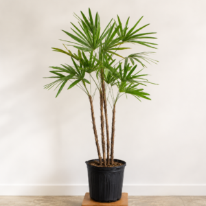 Palmera raphis excelsa