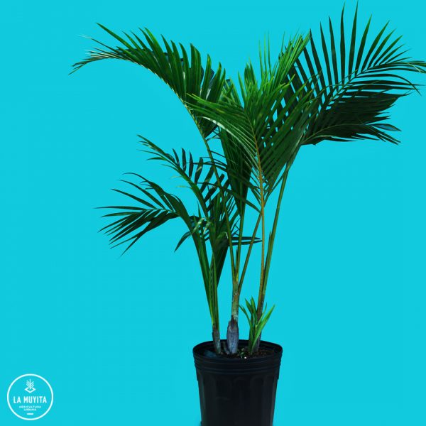 Palmera hawaiana
