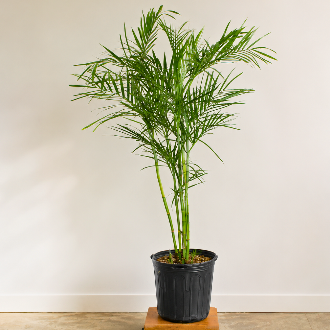 Palmera hawaiana
