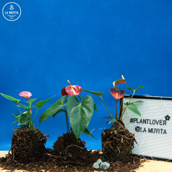 Anturio (Anthurium andraeanum) - Imagen 3