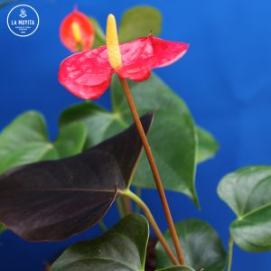 Anturio (Anthurium andraeanum)