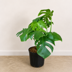 Monstera borsigiana