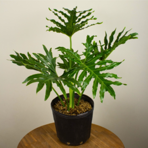 Phylodendron selloum