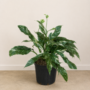 Spatiphyllum variegado