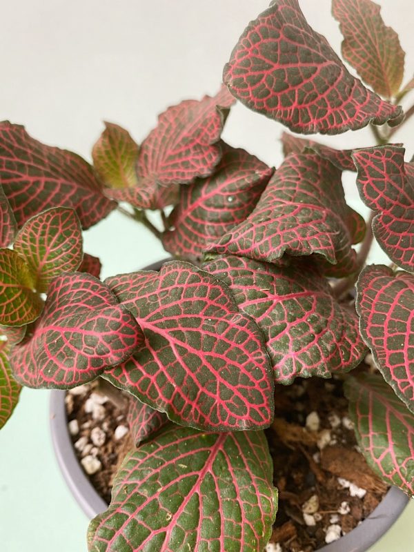 Fitonia roja