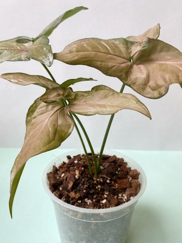 Syngonium rosado