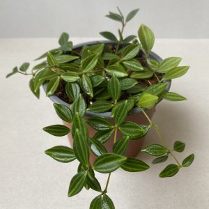 Peperomia cuadrangularis