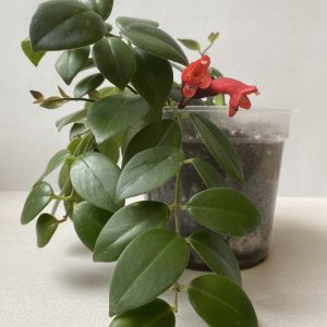 Aeschynanthus radicans