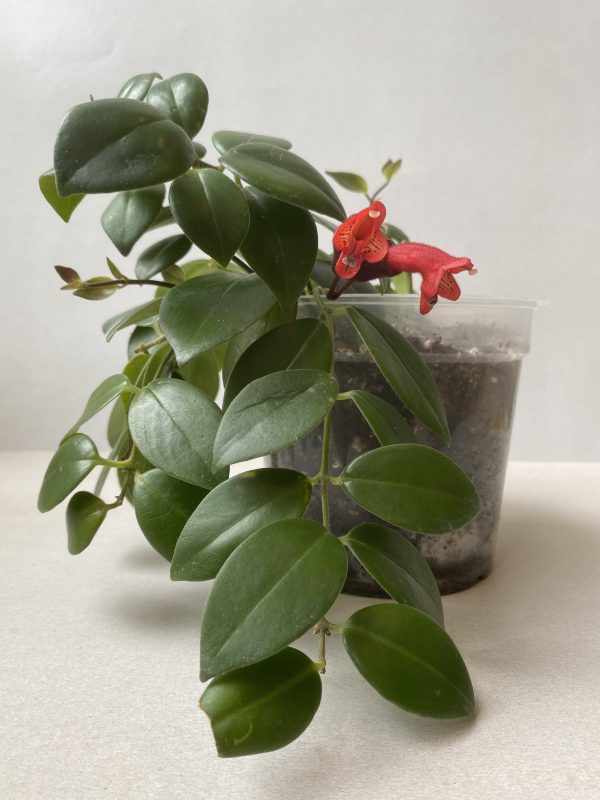 Aeschynanthus radicans