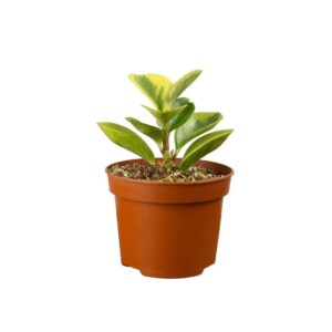 Peperomia obtusifolia variegada